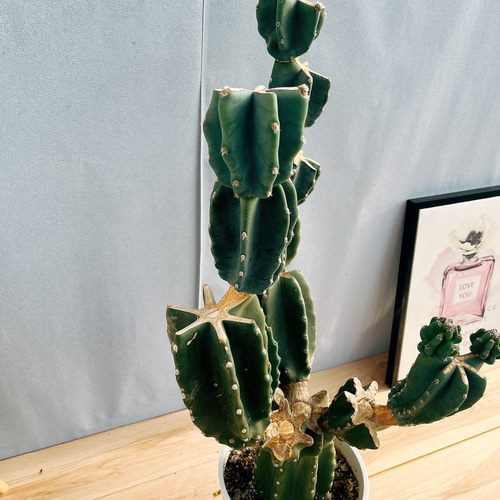 現品］☆人気☆ 86番 柱サボテン 鬼面角 ブランチ 8号 観葉植物 室内