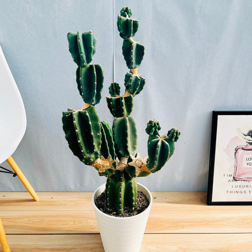 まとめ買いok 柱サボテン 鬼面角　8頭発根　サボテンブランチ　アメリカンハウス まとめ買いok 柱サボテン 鬼面角 8頭発根 サボテンブランチ アメリカン