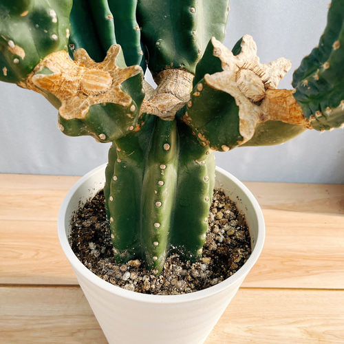 まとめ買いok 柱サボテン 鬼面角　8頭発根　サボテンブランチ　アメリカンハウス 現品］H 柱サボテン 鬼面角 ブランチ 8号 観葉植物 大型 多肉