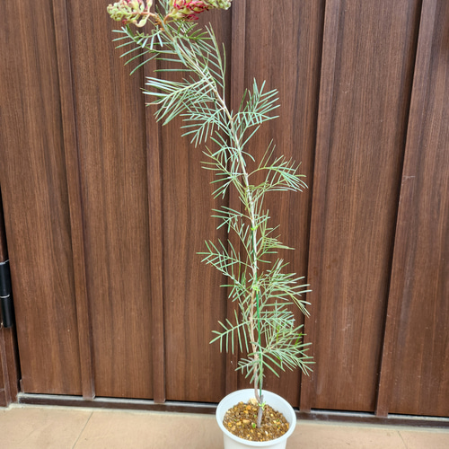 大苗　グレビレア　ラナマリー　ポット鉢植え　苗木　オージープランツ　レア品種 大苗 グレビレア ラナマリー ポット鉢植え 苗木 オージープランツ レア品種