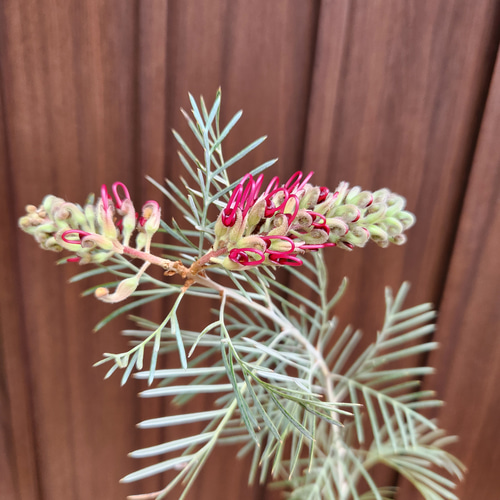 大苗　グレビレア　ラナマリー　ポット鉢植え　苗木　オージープランツ　レア品種 グレビレア：ラナマリー5号鉢植え の通販 | 園芸ネット