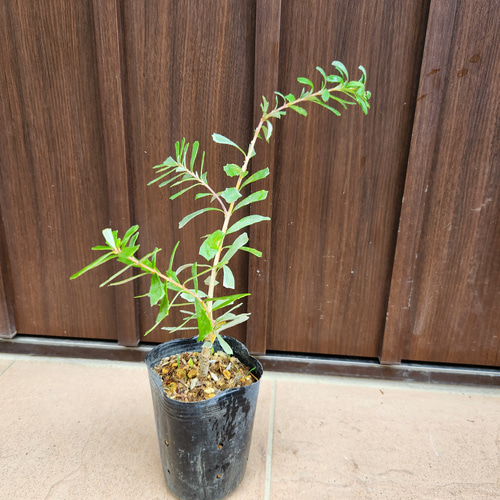 バンクシア グランディス 鉢植え 苗 オージープランツ ドライガーデン