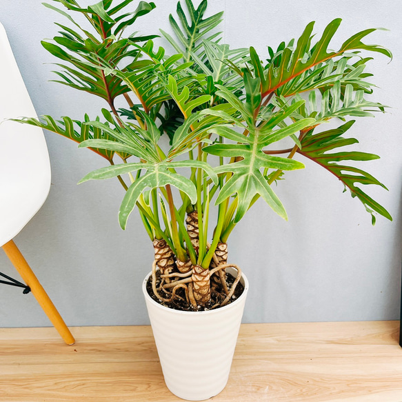 現品］☆人気☆ 15A フィロデンドロン ジャイアントザナドゥ 幹上がり