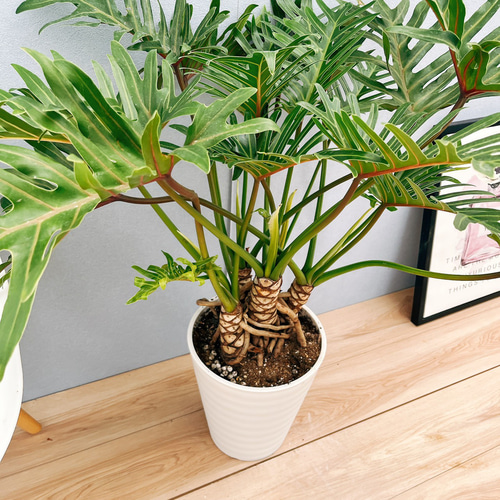 現品］☆人気☆ 15A フィロデンドロン ジャイアントザナドゥ 幹上がり