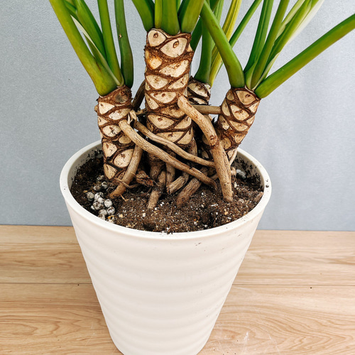 ［現品］23番　フィロデンドロン　ジャイアントザナドゥ　幹上がり　観葉植物　室内 現品］☆人気☆ 15A フィロデンドロン ジャイアントザナドゥ 幹