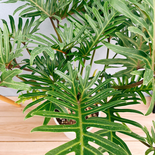 ［現品］23番　フィロデンドロン　ジャイアントザナドゥ　幹上がり　観葉植物　室内 現品］【珍しい】2番 フィロデンドロン ジャイアントザナドゥ 幹