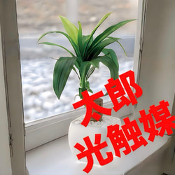光触媒 人工観葉植物 ウォールグリーン フェイクグリーン ダブル
