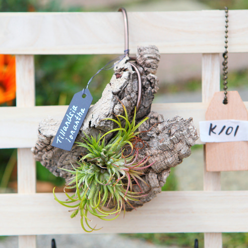 Tillandsia ionantha】チランジア イオナンタ コルク付け No.K101