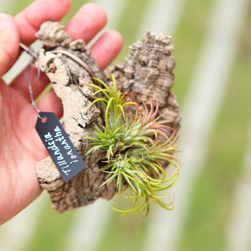 Tillandsia ionantha】チランジア イオナンタ コルク付け No.K101