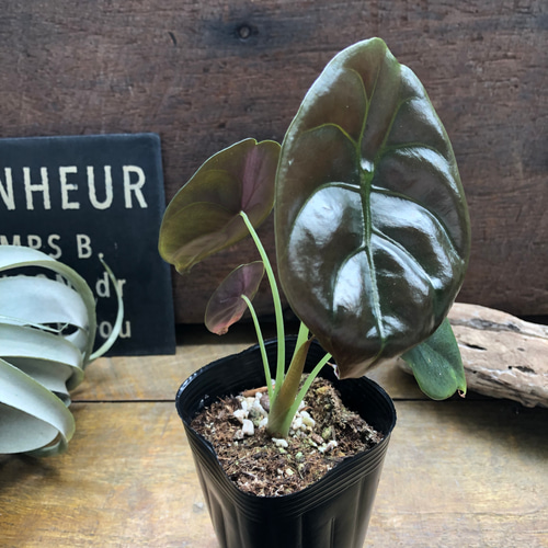 アロカシア クプレア レッドシークレット ♡大苗♡観葉植物 珍しい品種