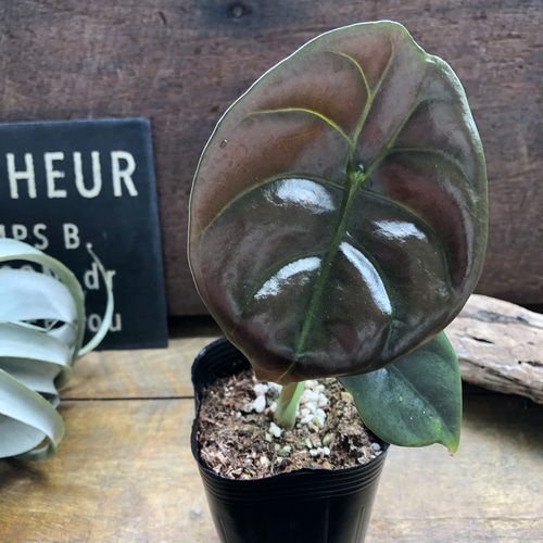 アロカシア クプレア レッドシークレット ♡大苗♡観葉植物 珍しい品種