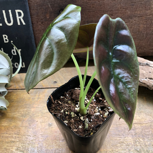 アロカシア クプレア レッドシークレット ♡大苗♡観葉植物 珍しい品種