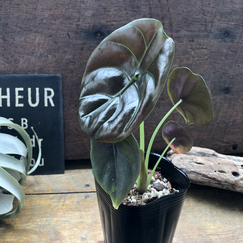 アロカシア クプレア レッドシークレット ♡大苗♡観葉植物 珍しい品種