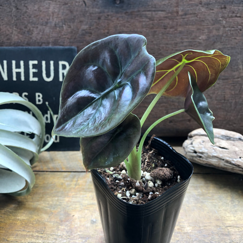 アロカシア クプレア レッドシークレット ♡大苗♡観葉植物 珍しい品種