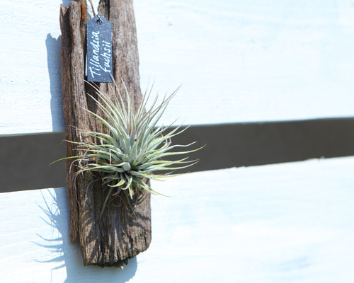 〈菫〉Tillandsia 'カミヤズプライド' (フックシー x フンキアナ) 菫〉Tillandsia 'カミヤズプライド' (フックシー x フンキアナ