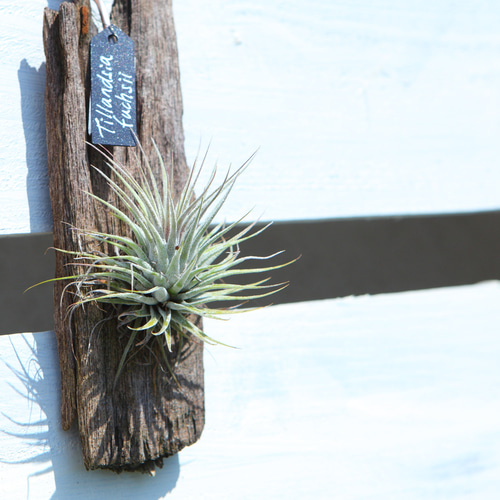 Tillandsia fuchsii】チランジア・フックシー 流木付け No.K102 その他