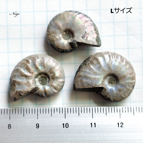 マダガスカル産アンモナイトの化石 Lサイズ 1粒 天然石パーツ販売