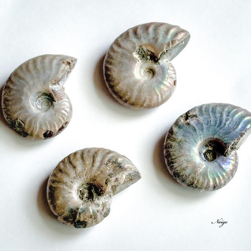 マダガスカル産アンモナイトの化石 Lサイズ 1粒 天然石パーツ販売