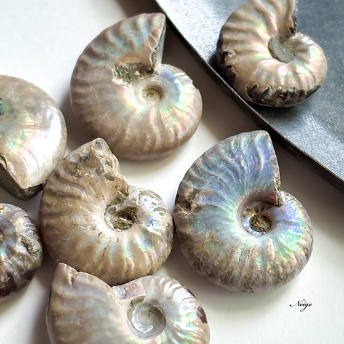 マダガスカル産アンモナイトの化石 Lサイズ 1粒 天然石パーツ販売