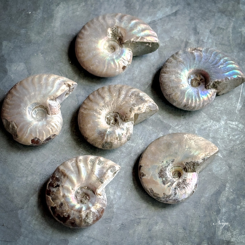 マダガスカル産アンモナイトの化石 Lサイズ 1粒 天然石パーツ販売