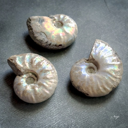 マダガスカル産アンモナイトの化石 Lサイズ 1粒 天然石パーツ販売