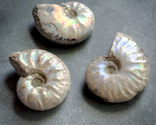 国産化石 アンモナイト ２５０９１９－１ Amazon.co.jp: 母岩付き パイライト アンモナイト 化石 本物 129.14mm