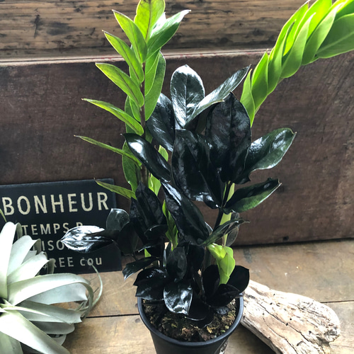 在庫なし。黒いザミオクルカス　斑入り レイヴン♡超希少♡4.5号♡黒い観葉植物♡ザミオクルカス♡ アート