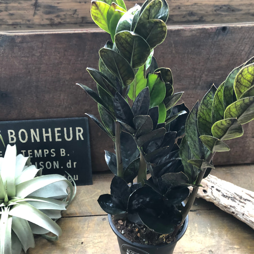 レイヴン♡超希少♡4.5号♡黒い観葉植物♡ザミオクルカス♡ アート
