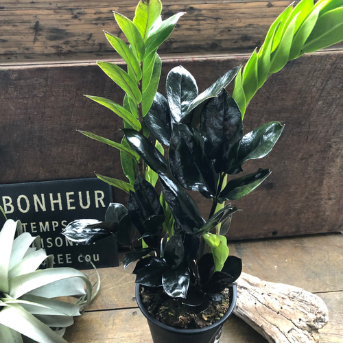 レイヴン♡超希少♡4.5号♡黒い観葉植物♡ザミオクルカス