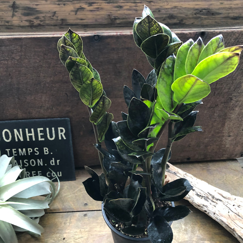 レイヴン♡超希少♡4.5号♡黒い観葉植物♡ザミオクルカス♡ アート