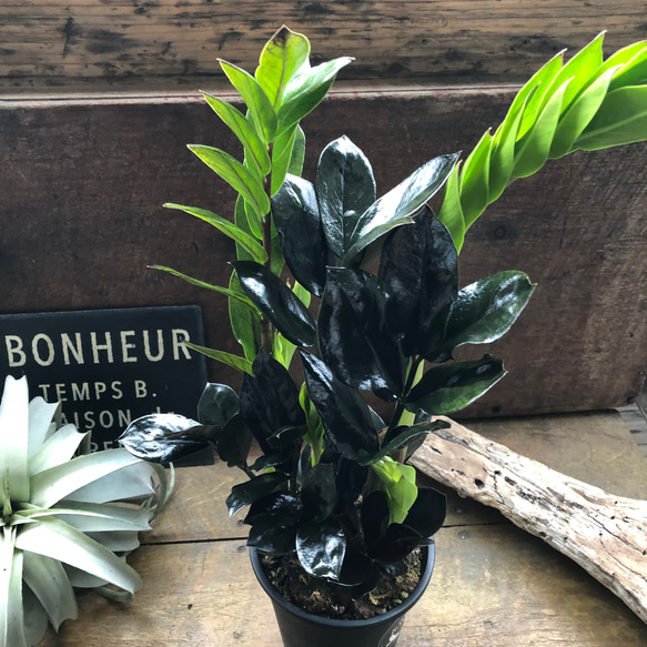レイヴン♡超希少♡4.5号♡黒い観葉植物♡ザミオクルカス