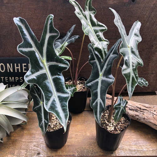 【レア選抜】アロカシア サンデリアナ　ノビリス　斑入り レア選抜】アロカシア サンデリアナ ノビリス 斑入り - メルカリ