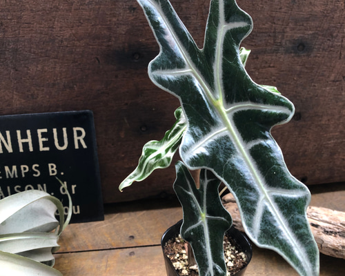 アロカシア ノビリス ピンク“K” ② frome Mason アロカシア ノビリス