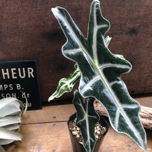 サンデリアナ ノビリス♡アロカシア♡観葉植物♡インテリア アート