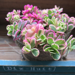 マジカルキューティー♡大人気♡斑入りポーチュラカ♡希少♡多肉植物 4枚目の画像