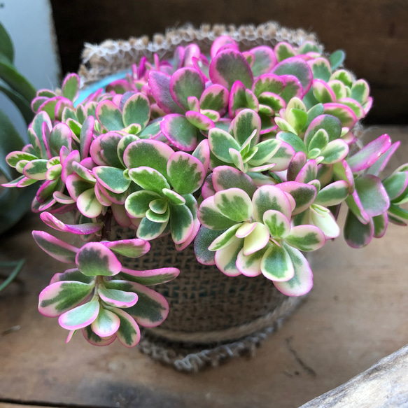 マジカルキューティー♡大人気♡斑入りポーチュラカ♡希少♡多肉植物 6枚目の画像