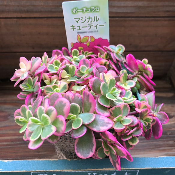 マジカルキューティー♡大人気♡斑入りポーチュラカ♡希少♡多肉植物 16枚目の画像