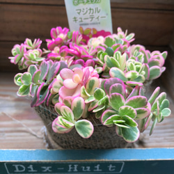 マジカルキューティー♡大人気♡斑入りポーチュラカ♡希少♡多肉植物 11枚目の画像