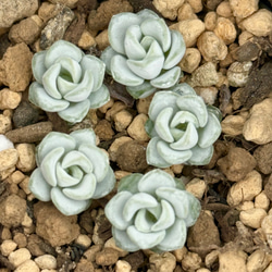 白雪ミセバヤ＊多肉植物＊5カット苗 多肉植物 ＊N＊ 通販
