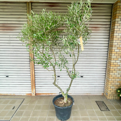 創樹　オリーブ　オリーミー　接木　チプレシーノ　ネバディロブランコ　8番 実がなる 2品種接木 オリーブの木 Oli-me（オリーミー） ネバディロ