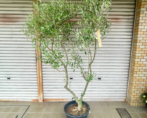 観葉植物 おりーぶ SOUJU（創樹）ブランド：オリーブの木*3号