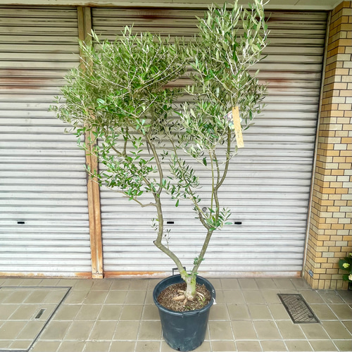 実がなる 2品種接木 オリーブの木 Oli-me（オリーミー