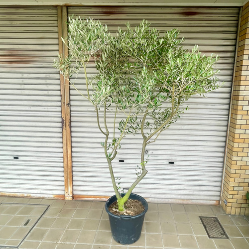 ✨ ⭐oliveの木⭐✨ Olive tree｜Olive Shop