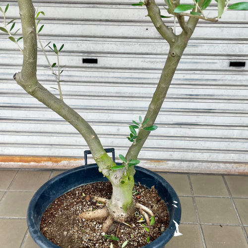 創樹　オリーミー　接木　ミッション　ネバディロブランコ　1 オリーブの木 Oli-me（オリーミー） ミッション ×ネバディロブランコ