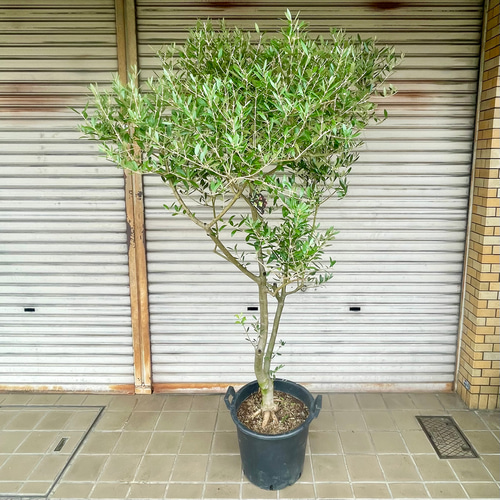 実がなる 2品種接木 オリーブの木 Oli-me（オリーミー） ネバディロ