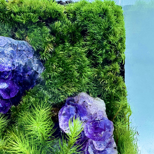 心の平安］美しい厳選された天然石アメジストの苔テラリウム落ち着いた