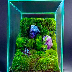 大きな滝のアクアテラリウム テラリウム frogAndPaludarium 通販