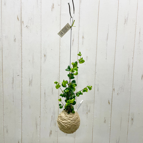 新作 ナチュラル素材で仕立てた＊ ベンジャミン・バロック 吊り下げ