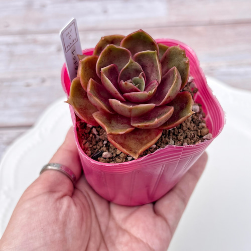 多肉植物 レッドタン 韓国苗 多肉植物 pariʚ