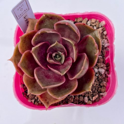 多肉植物 レッドタン 韓国苗 多肉植物 pariʚ